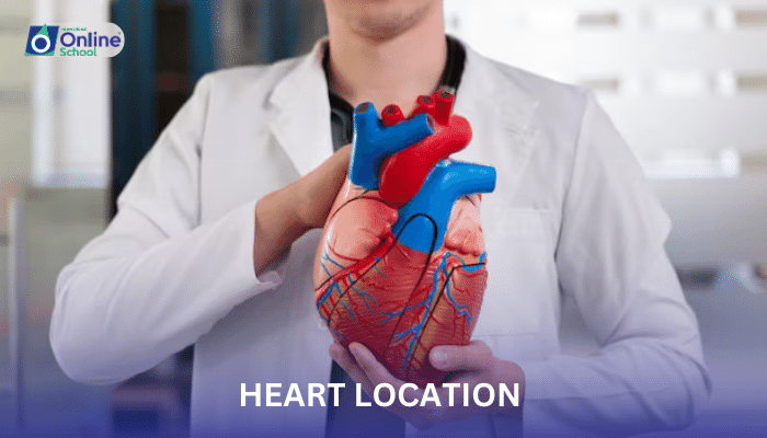 Lesson 01: Heart Location and Role of Pericardium
